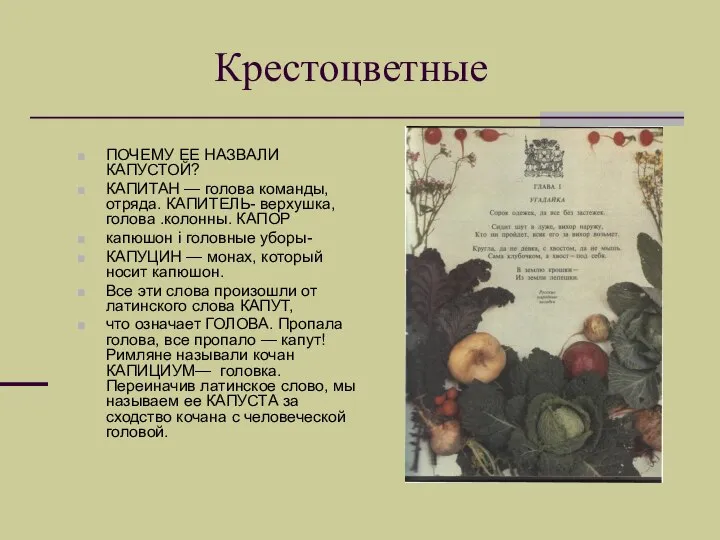 Крестоцветные ПОЧЕМУ ЕЕ НАЗВАЛИ КАПУСТОЙ? КАПИТАН — голова команды, отряда. КАПИТЕЛЬ-