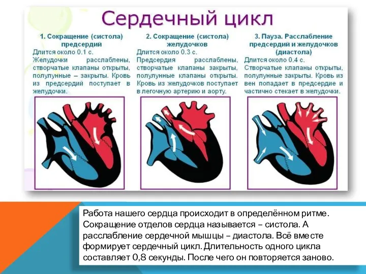 Работа нашего сердца происходит в определённом ритме. Сокращение отделов сердца называется