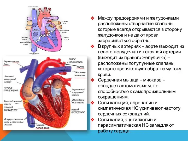 Между предсердиями и желудочками расположены створчатые клапаны, которые всегда открываются в