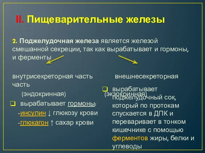 ІІ. Пищеварительные железы 2. Поджелудочная железа является железой смешанной секреции, так