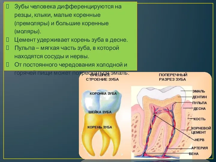 Зубы человека дифференцируются на резцы, клыки, малые коренные (премоляры) и большие