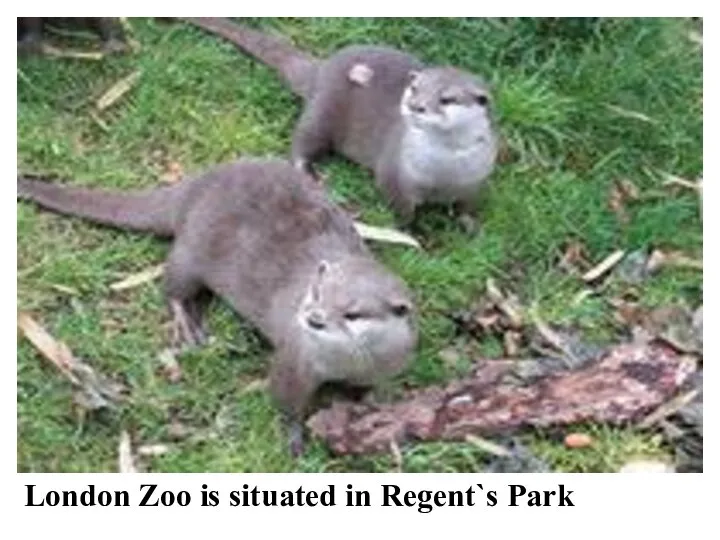 London Zoo is situated in Regent`s Park