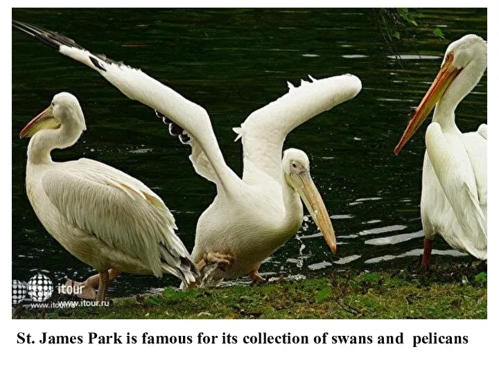 St. James Park is famous for its collection of swans and pelicans