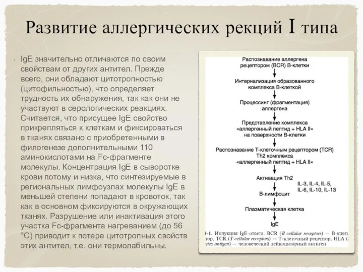 Развитие аллергических рекций I типа IgE значительно отличаются по своим свойствам