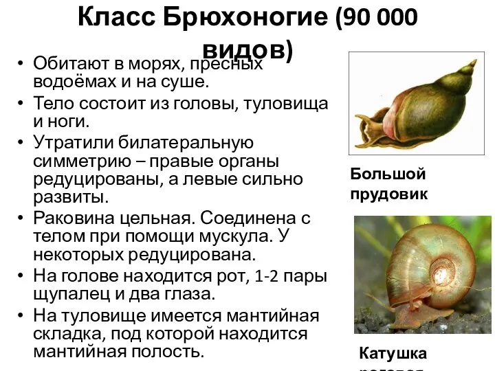 Класс Брюхоногие (90 000 видов) Обитают в морях, пресных водоёмах и