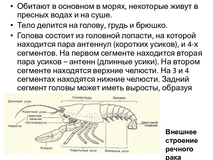 Обитают в основном в морях, некоторые живут в пресных водах и