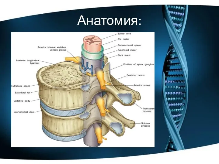 Анатомия: