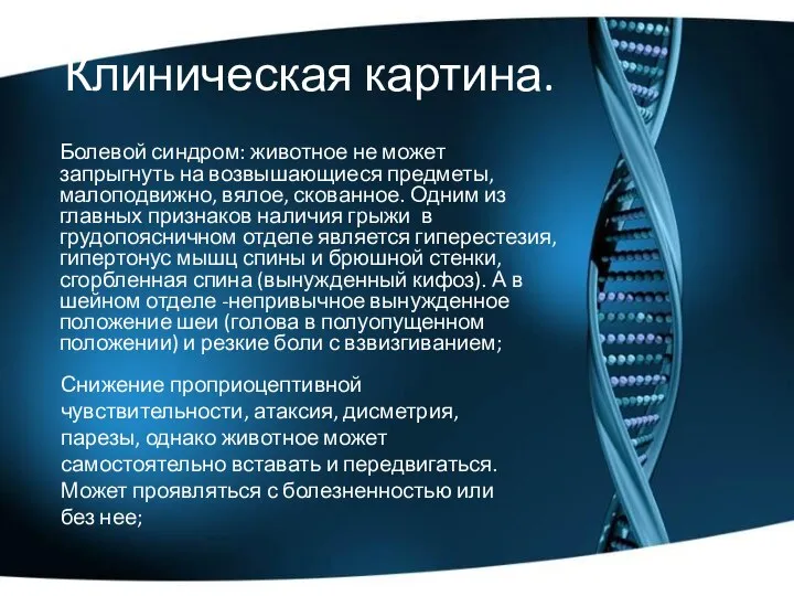 Клиническая картина. Болевой синдром: животное не может запрыгнуть на возвышающиеся предметы,