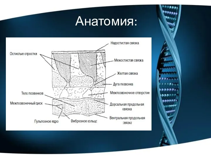 Анатомия: