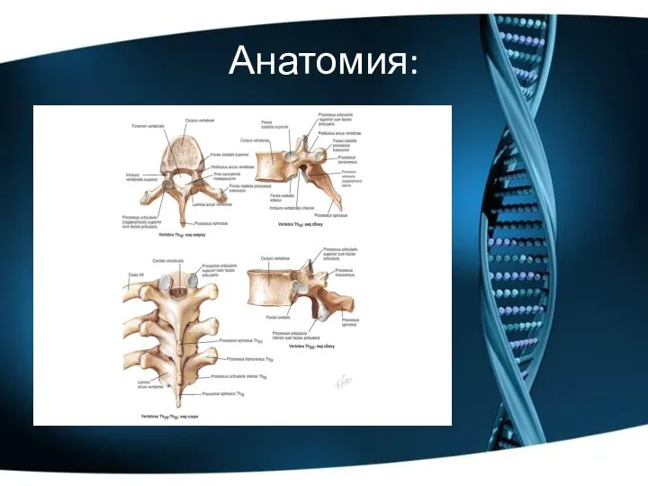 Анатомия: