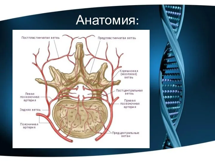 Анатомия: