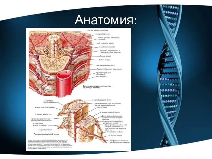 Анатомия: