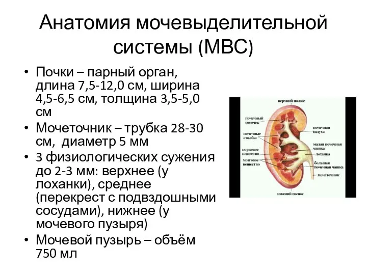 Анатомия мочевыделительной системы (МВС) Почки – парный орган, длина 7,5-12,0 см,