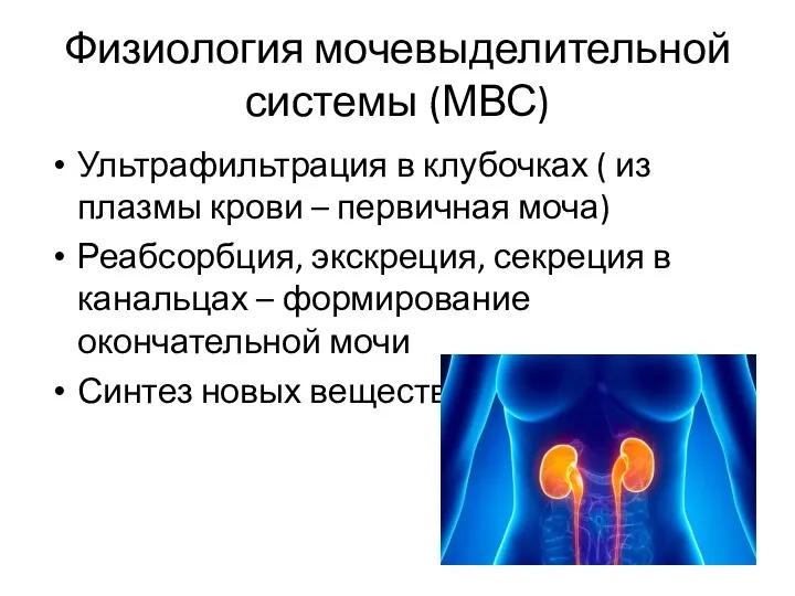 Физиология мочевыделительной системы (МВС) Ультрафильтрация в клубочках ( из плазмы крови