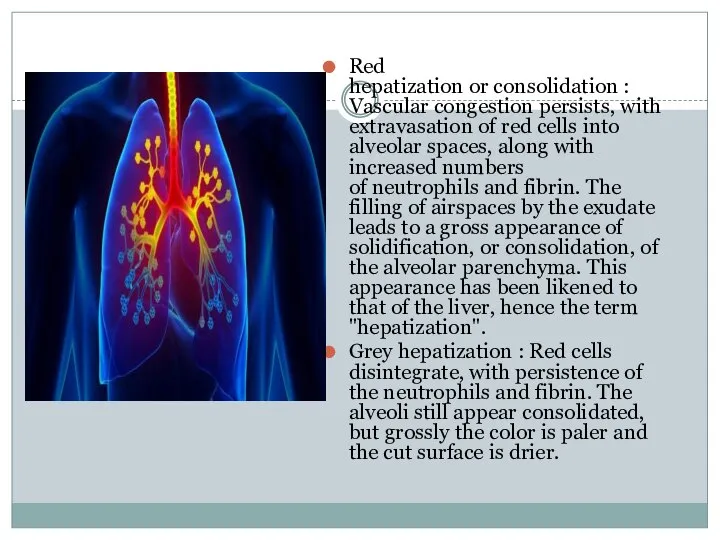 Red hepatization or consolidation : Vascular congestion persists, with extravasation of