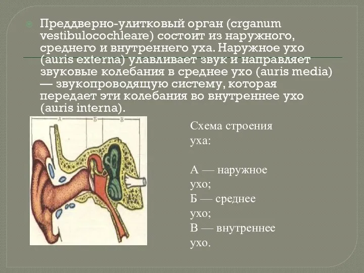 Преддверно-улитковый орган (crganum vestibulocochleare) состоит из наружного, среднего и внутреннего уха.