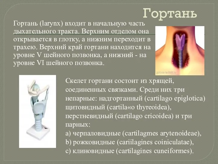 Гортань Гортань (larynx) входит в начальную часть дыхательного тракта. Верхним отделом