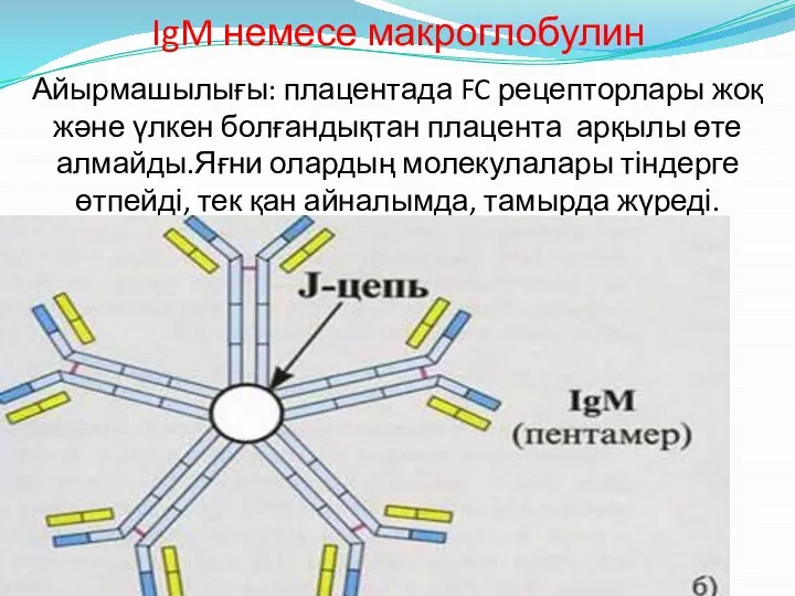 IgM немесе макроглобулин Айырмашылығы: плацентада FC рецепторлары жоқ және үлкен болғандықтан