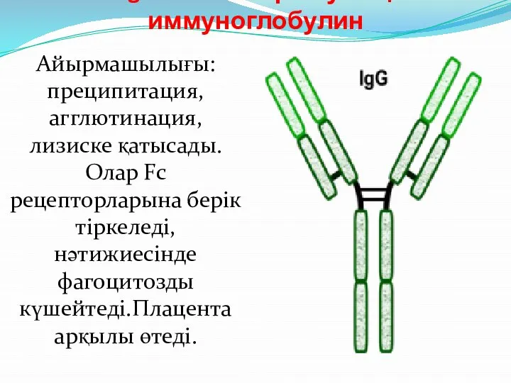 IgG негізгі сарысулық иммуноглобулин Айырмашылығы: преципитация, агглютинация, лизиске қатысады.Олар Fc рецепторларына