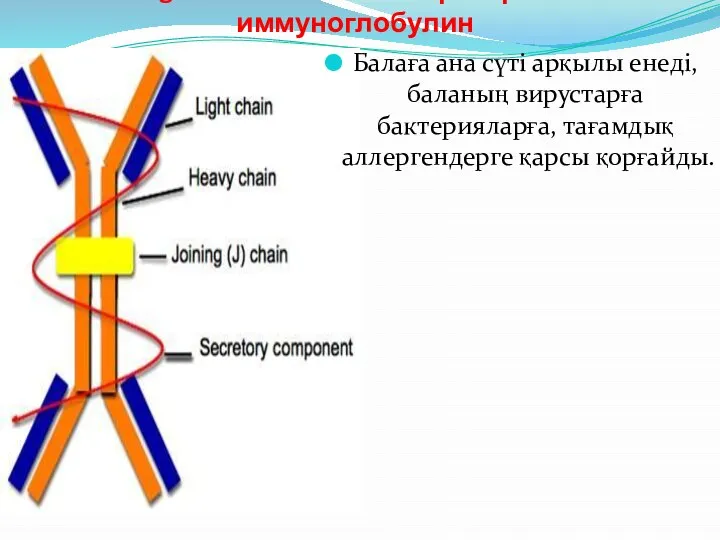 IgA немесе негізгі секреторлы иммуноглобулин Балаға ана сүті арқылы енеді, баланың