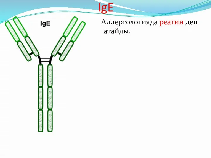 IgE Аллергологияда реагин деп атайды.