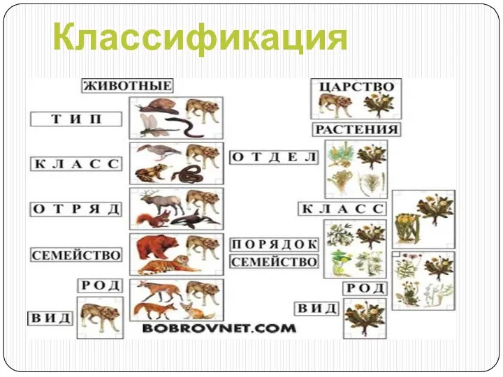 Классификация