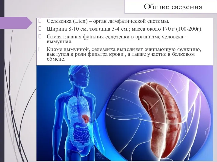 Общие сведения Селезенка (Lien) – орган лимфатической системы. Ширина 8-10 см,