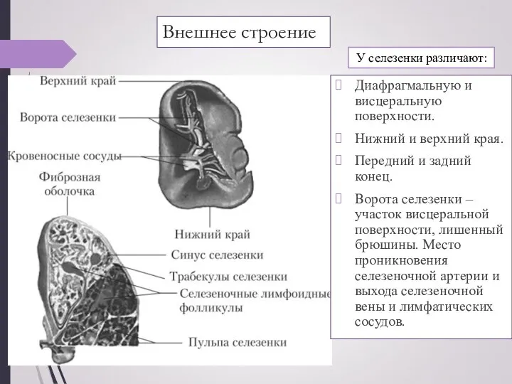 Внешнее строение Диафрагмальную и висцеральную поверхности. Нижний и верхний края. Передний