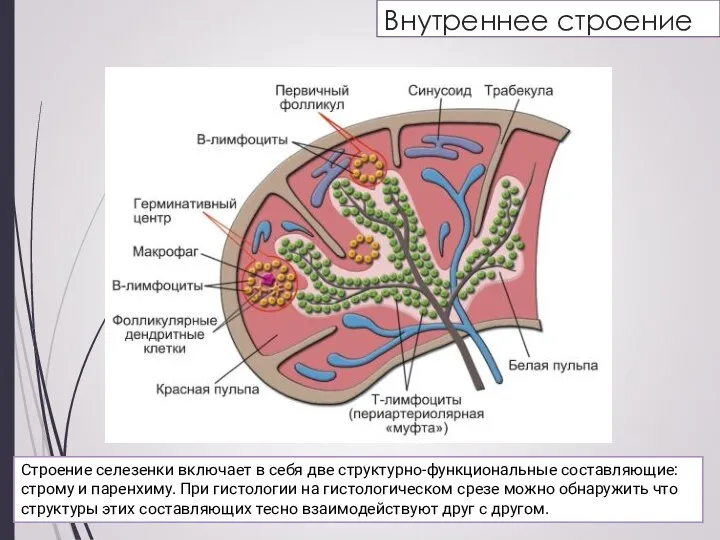 Внутреннее строение Строение селезенки включает в себя две структурно-функциональные составляющие: строму