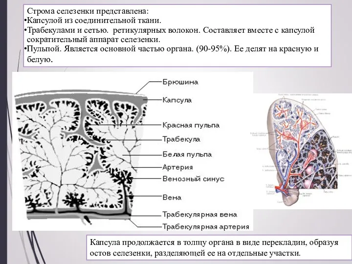 Строма селезенки представлена: Капсулой из соединительной ткани. Трабекулами и сетью. ретикулярных