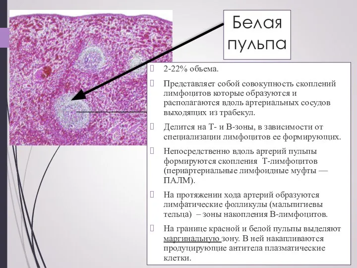 Белая пульпа 2-22% объема. Представляет собой совокупность скоплений лимфоцитов которые образуются