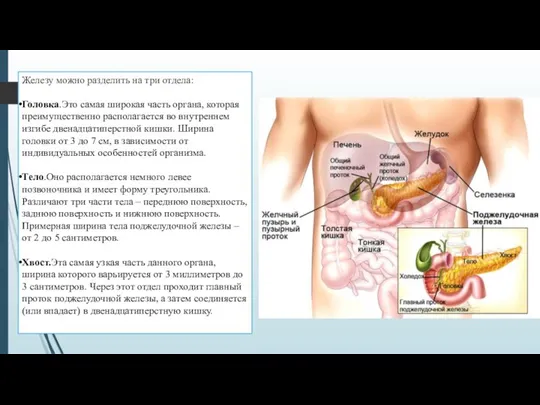 Железу можно разделить на три отдела: Головка.Это самая широкая часть органа,