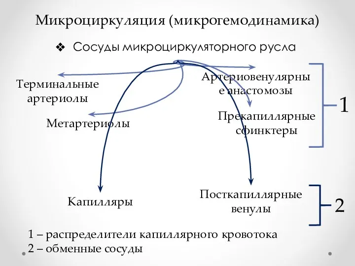 Микроциркуляция (микрогемодинамика) Сосуды микроциркуляторного русла Терминальные артериолы Метартериолы Артериовенулярные анастомозы Прекапиллярные