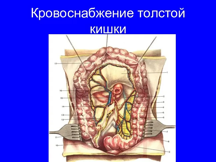 Кровоснабжение толстой кишки