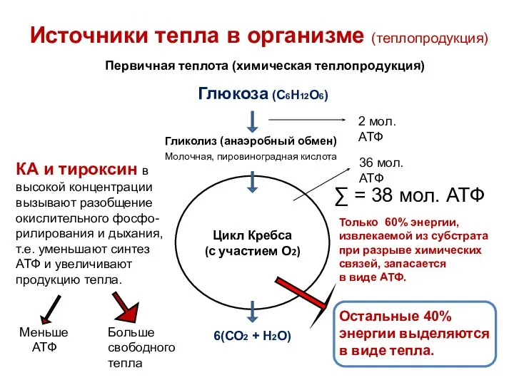 Источники тепла в организме (теплопродукция) Первичная теплота (химическая теплопродукция) Глюкоза (С6Н12О6)