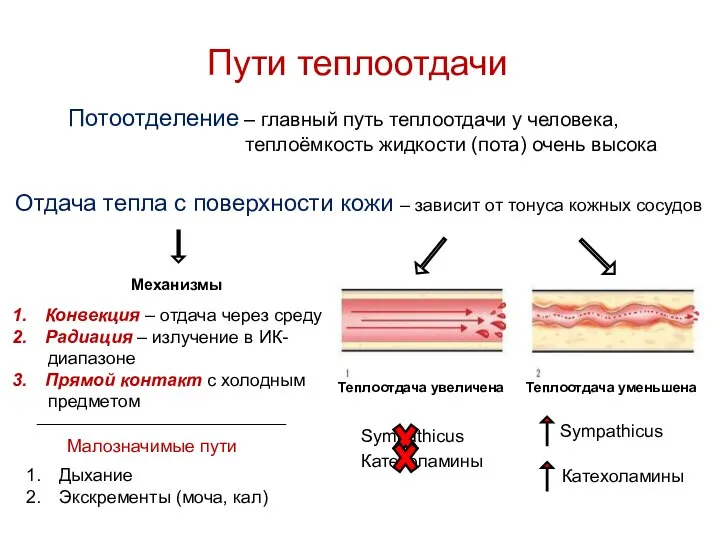 Пути теплоотдачи Потоотделение – главный путь теплоотдачи у человека, теплоёмкость жидкости