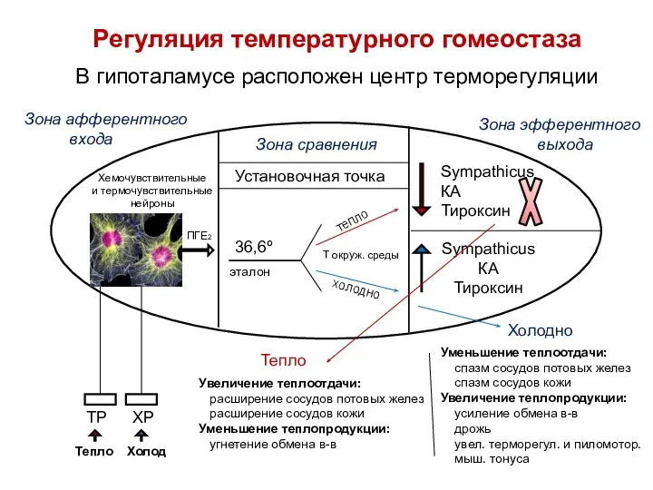 Регуляция температурного гомеостаза В гипоталамусе расположен центр терморегуляции Зона афферентного входа