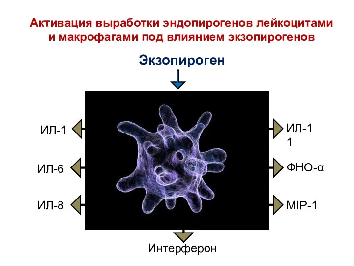 Активация выработки эндопирогенов лейкоцитами и макрофагами под влиянием экзопирогенов Экзопироген ИЛ-1