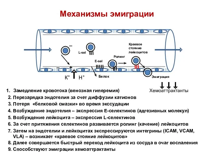 Механизмы эмиграции К+ Н+ – – + Белок E-sel L-sel Замедление