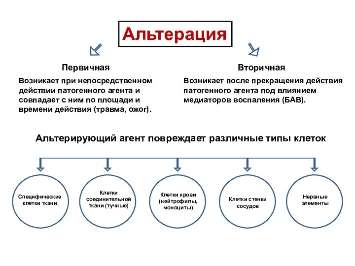 Альтерация Первичная Вторичная Возникает при непосредственном действии патогенного агента и совпадает