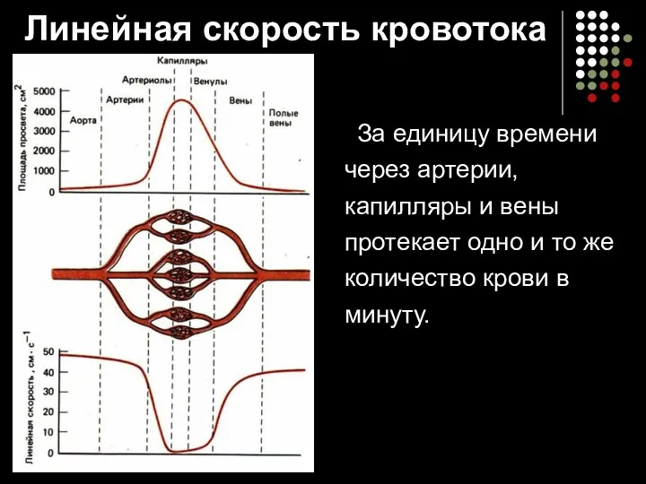 Линейная скорость кровотока За единицу времени через артерии, капилляры и вены