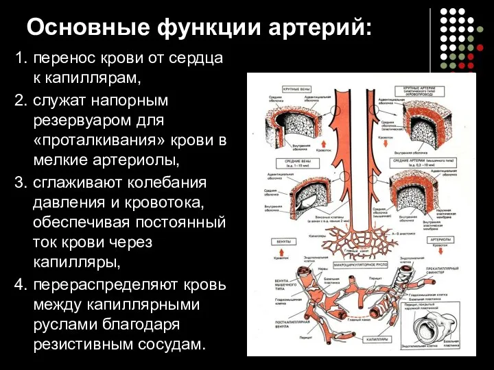 Основные функции артерий: 1. перенос крови от сердца к капиллярам, 2.