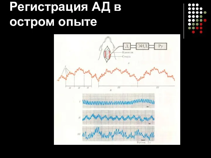 Регистрация АД в остром опыте