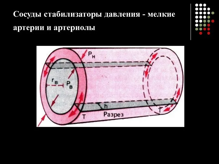 Сосуды стабилизаторы давления - мелкие артерии и артериолы