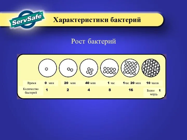 Рост бактерий 20 мин 40 мин 1час 20 мин 1 час