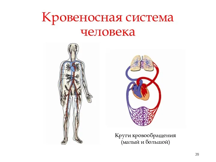 29 Кровеносная система человека Круги кровообращения (малый и большой)