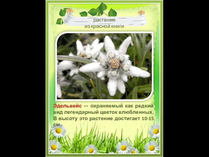 Эдельвейс — охраняемый как редкий вид легендарный цветок влюбленных. В высоту это растение достигает 10-15 см.