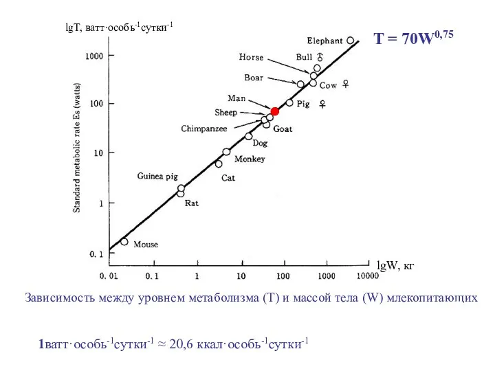 lgW, кг lgT, ватт·особь-1сутки-1 1ватт·особь-1сутки-1 ≈ 20,6 ккал·особь-1сутки-1 Зависимость между уровнем