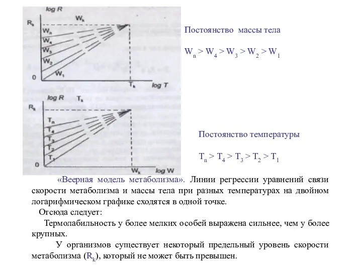 «Веерная модель метаболизма». Линии регрессии уравнений связи скорости метаболизма и массы