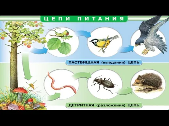 Цепи питания отдельные ветви пищевой сети, по которым передаются вещество и энергия.